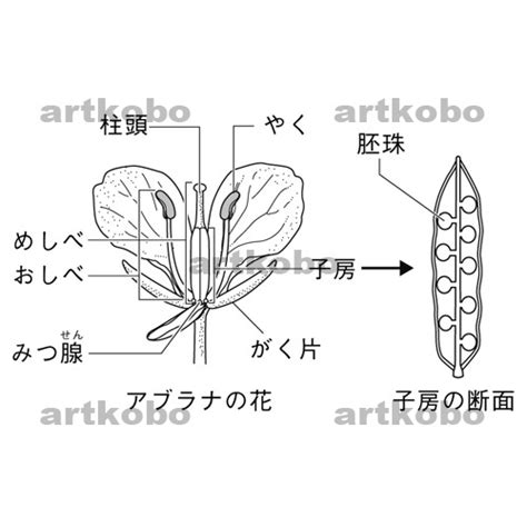 子房 成長|アブラナの花のつくり－中学 